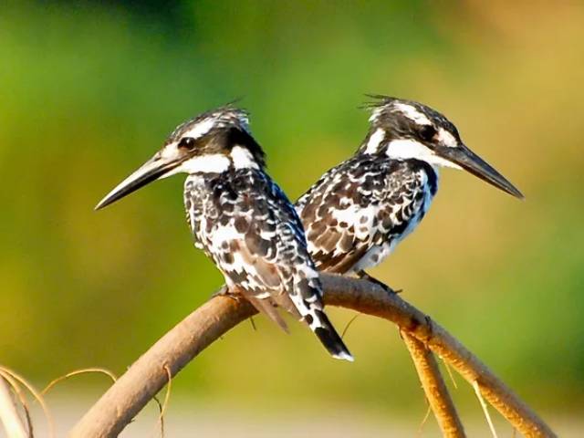 Bird Watching